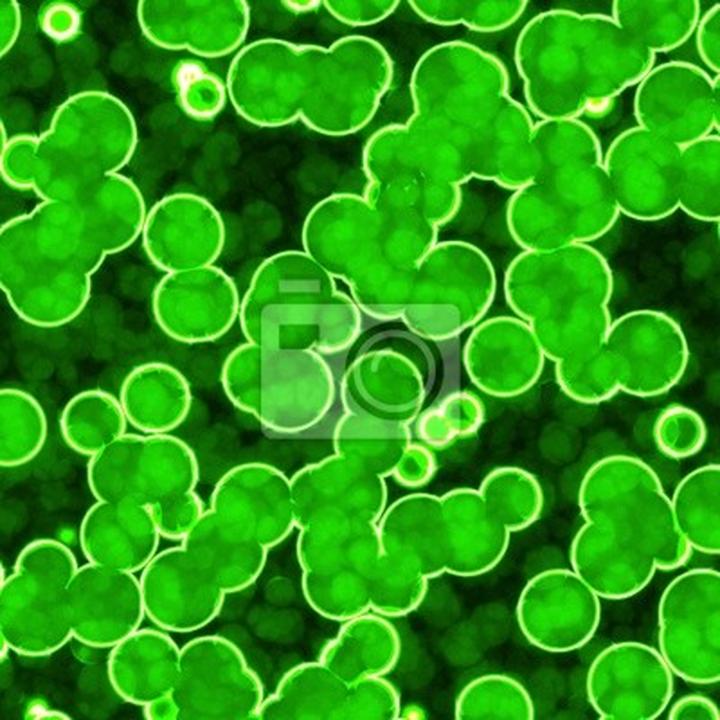 Czy zielona bakteria na paznokciu daje o sobie znać w bólu?