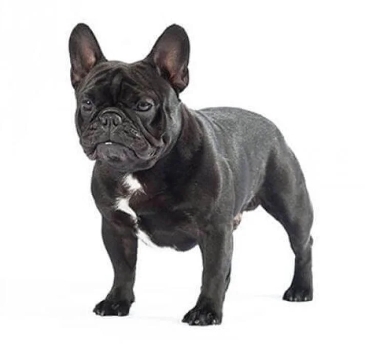 Jak dobrać idealny rozmiar ubranka dla buldoga francuskiego?